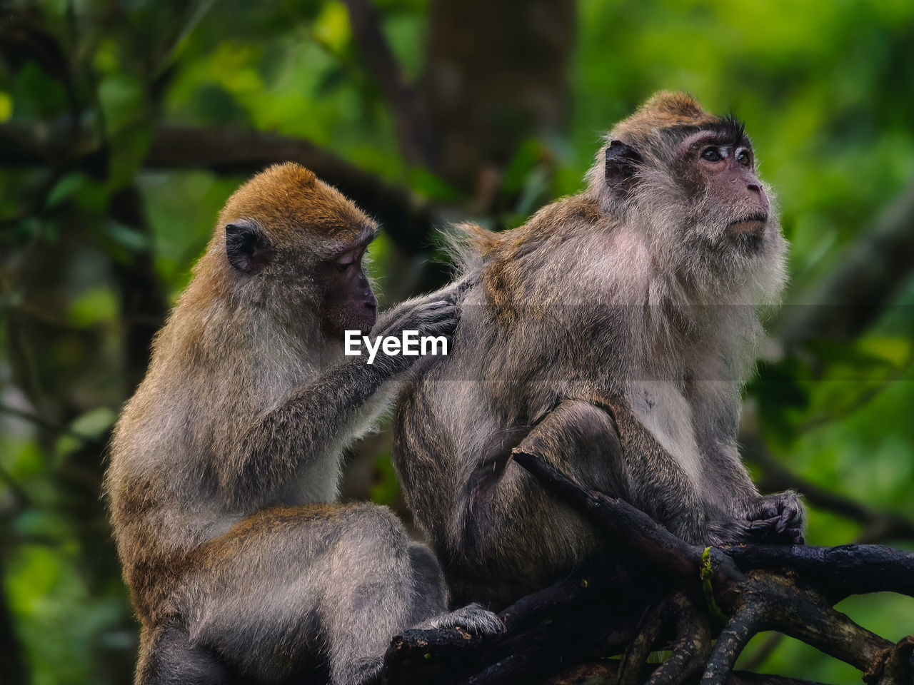 Close-up of monkey socializing and finding for ticks or fleas on a tree branch in the forest