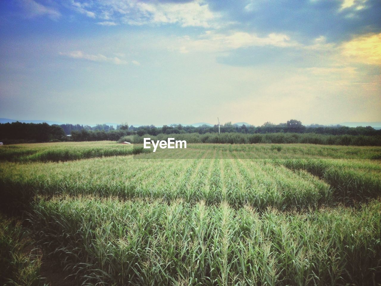 View of fields against the sky