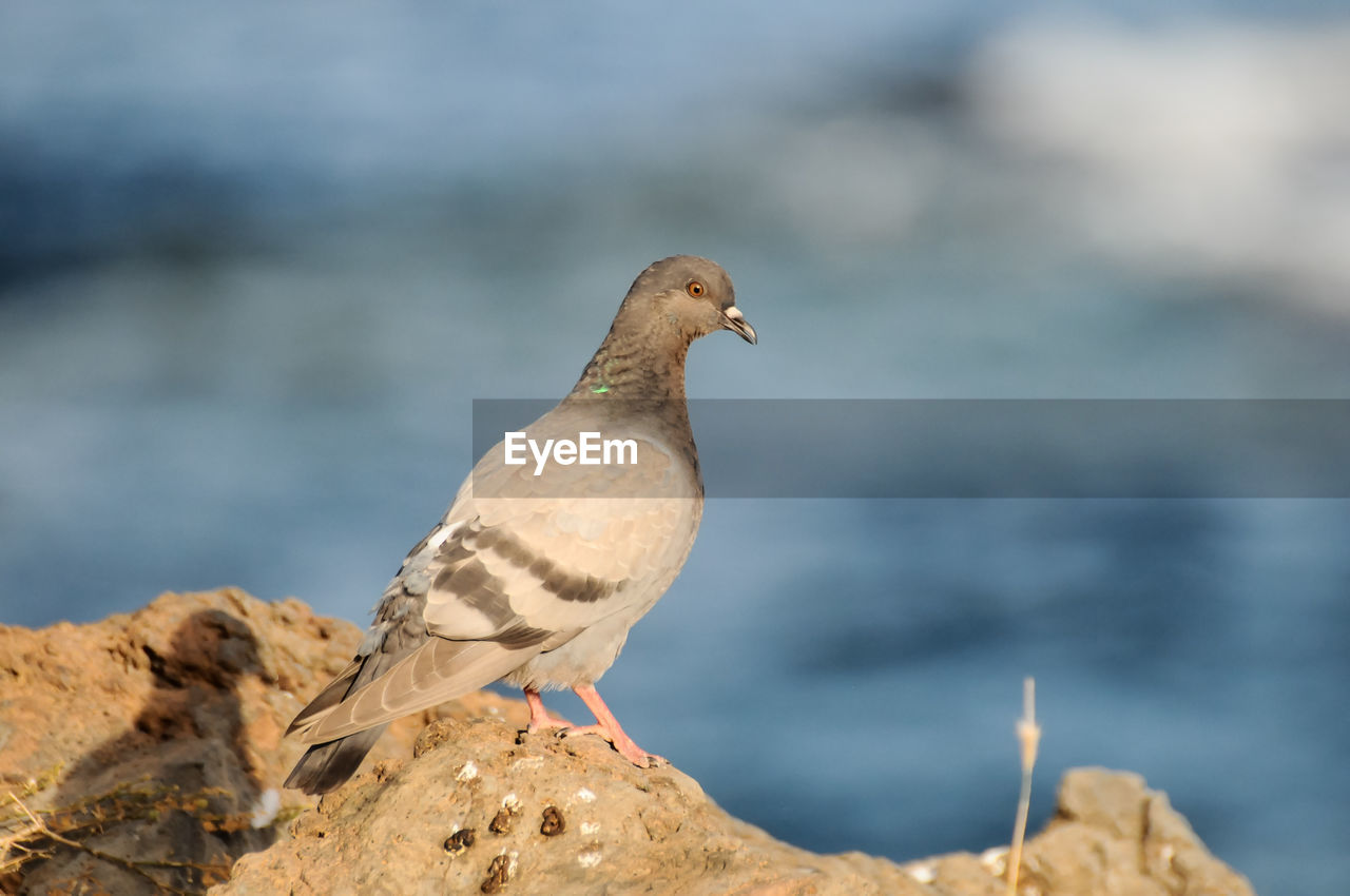 CLOSE-UP OF SPARROW PERCHING ON ROCK
