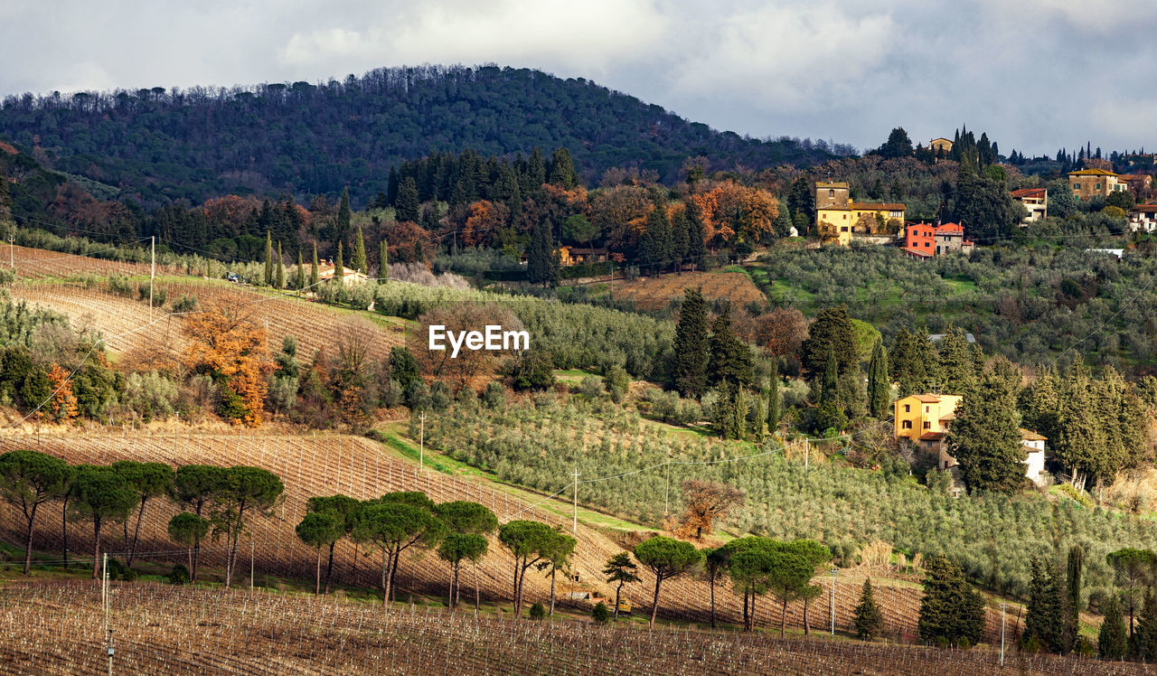 Tuscany hills rural countryside landscape, cypress passages and vineyards. wheat, olives cultivation