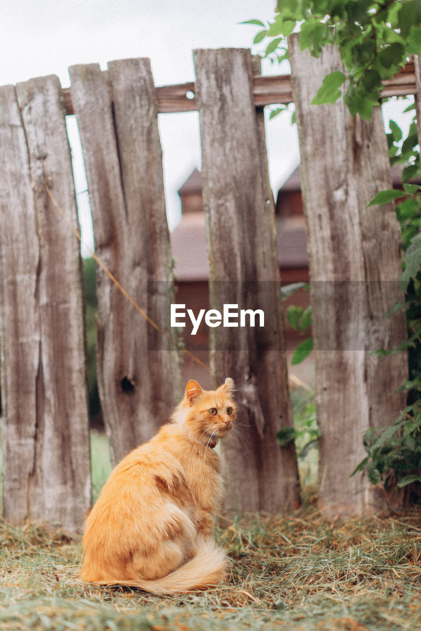 DOG SITTING ON WOOD