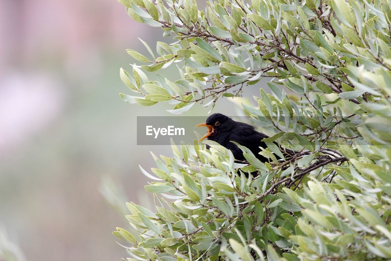 BLACK BIRD PERCHING ON A PLANT