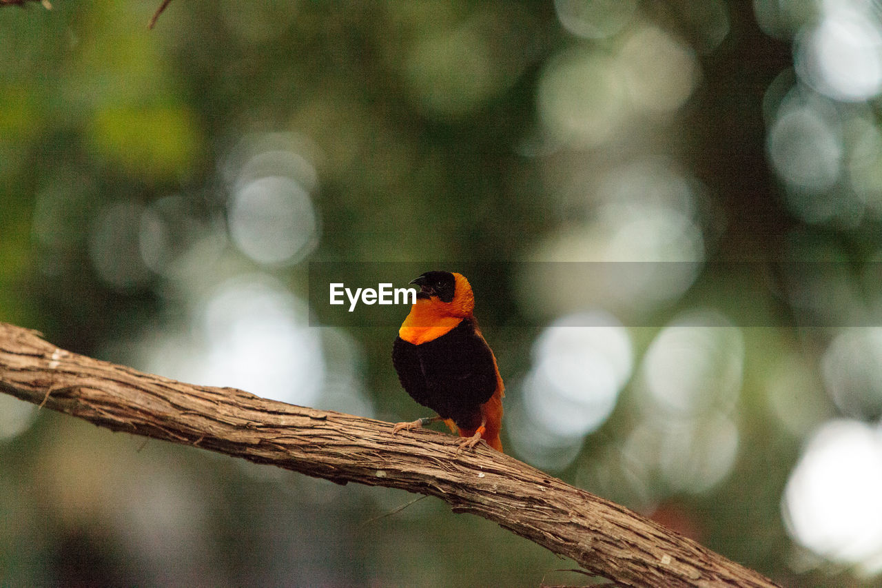 Close-up of bird perching on tree