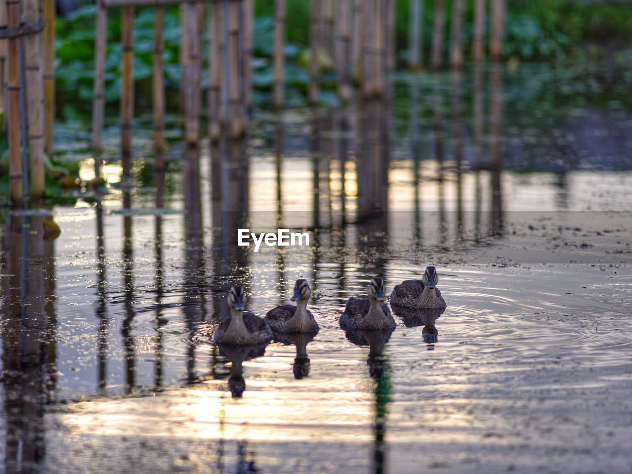 Ducks on the tranquil pond at sunrise