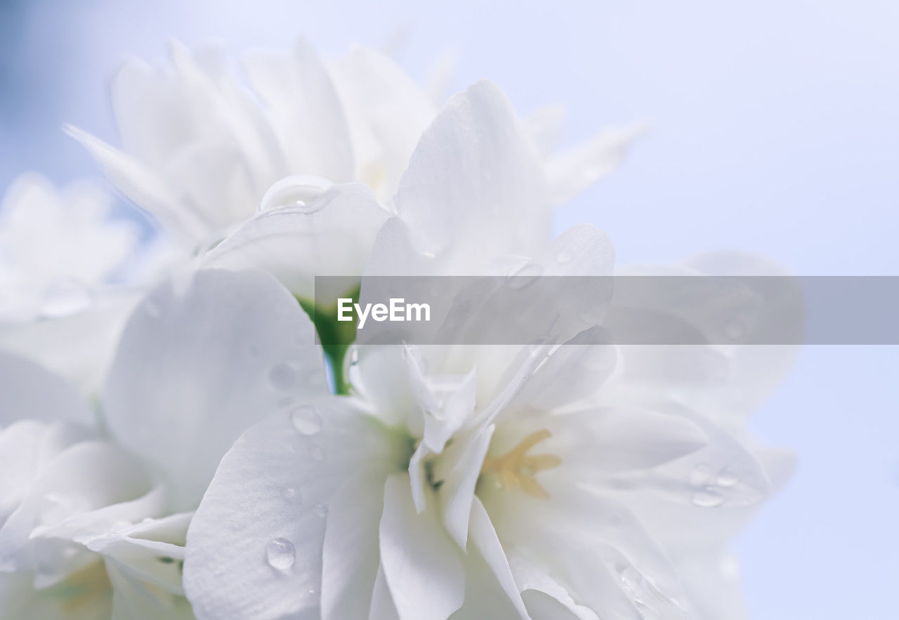 flower, white, plant, flowering plant, freshness, beauty in nature, blossom, close-up, petal, nature, fragility, flower head, macro photography, inflorescence, no people, growth, lilac, springtime, drop, outdoors, bouquet, studio shot, focus on foreground, water, softness