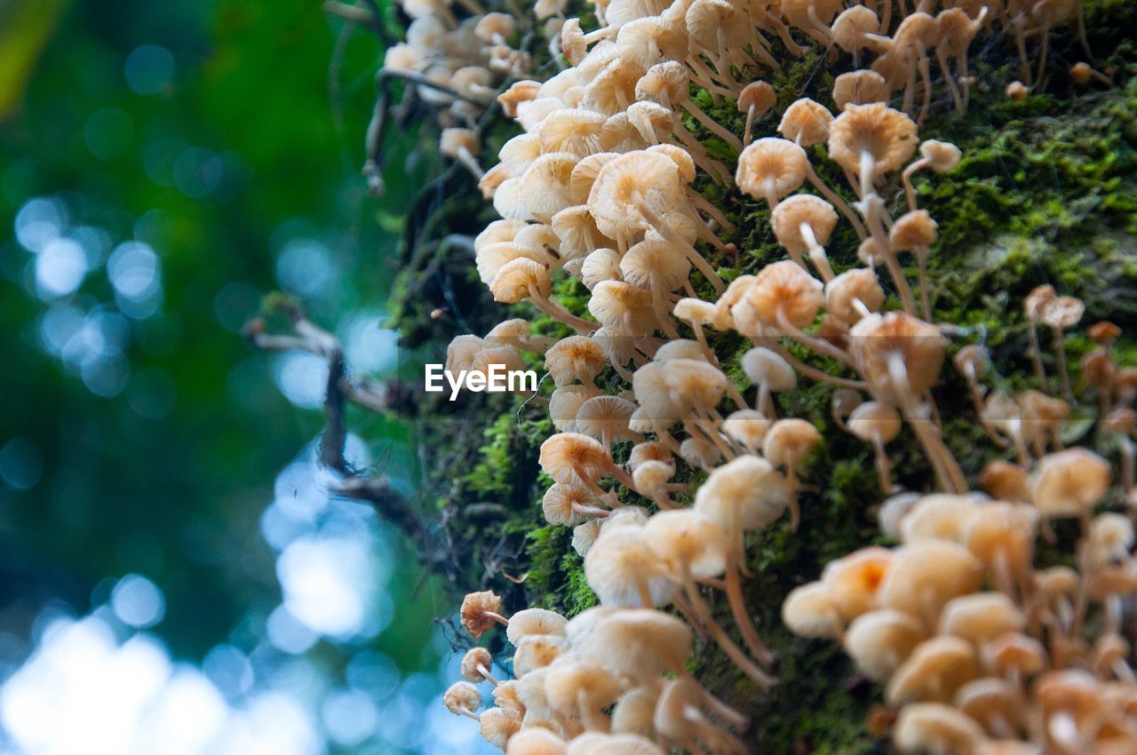 Close-up of mushrooms growing on tree