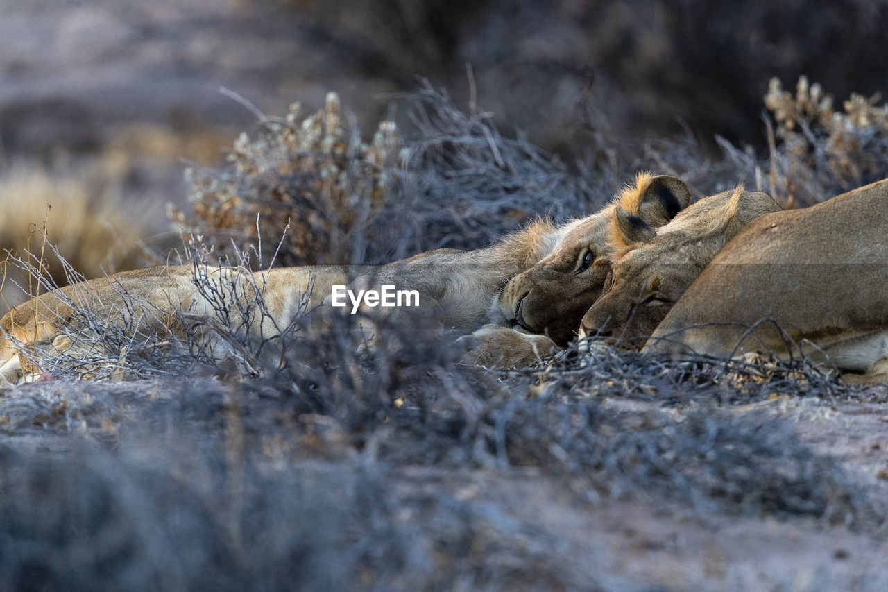 A group of young desert lions is lying in the sand at sunset