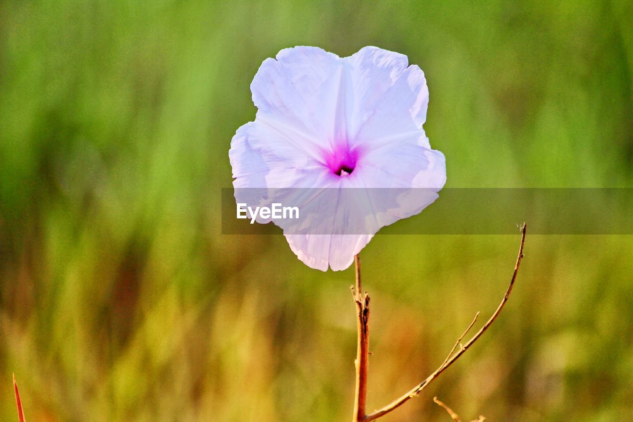 Close-up of flowering plant on field