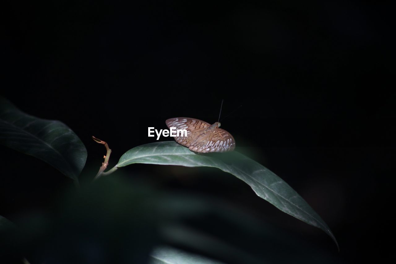 CLOSE-UP OF BUTTERFLY ON BLACK BACKGROUND