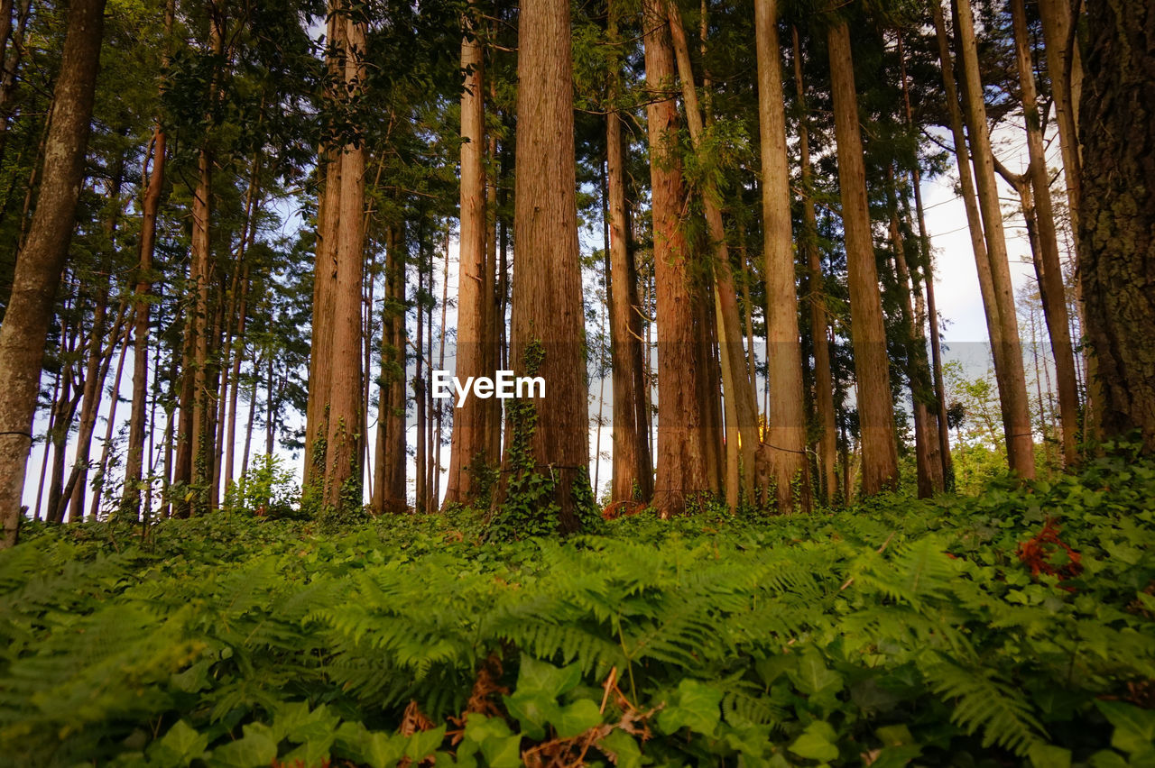 LOW ANGLE VIEW OF TREES ON FOREST