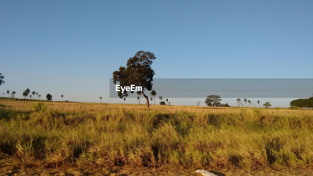 Scenic view of grassy field against clear sky