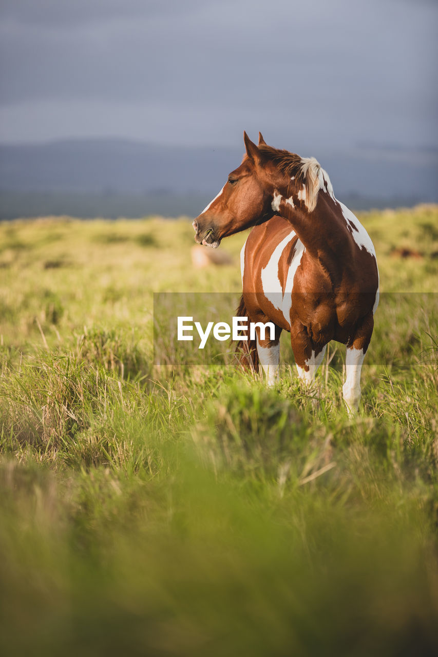 Brown and white spotted horse standing in grassy field on stormy day