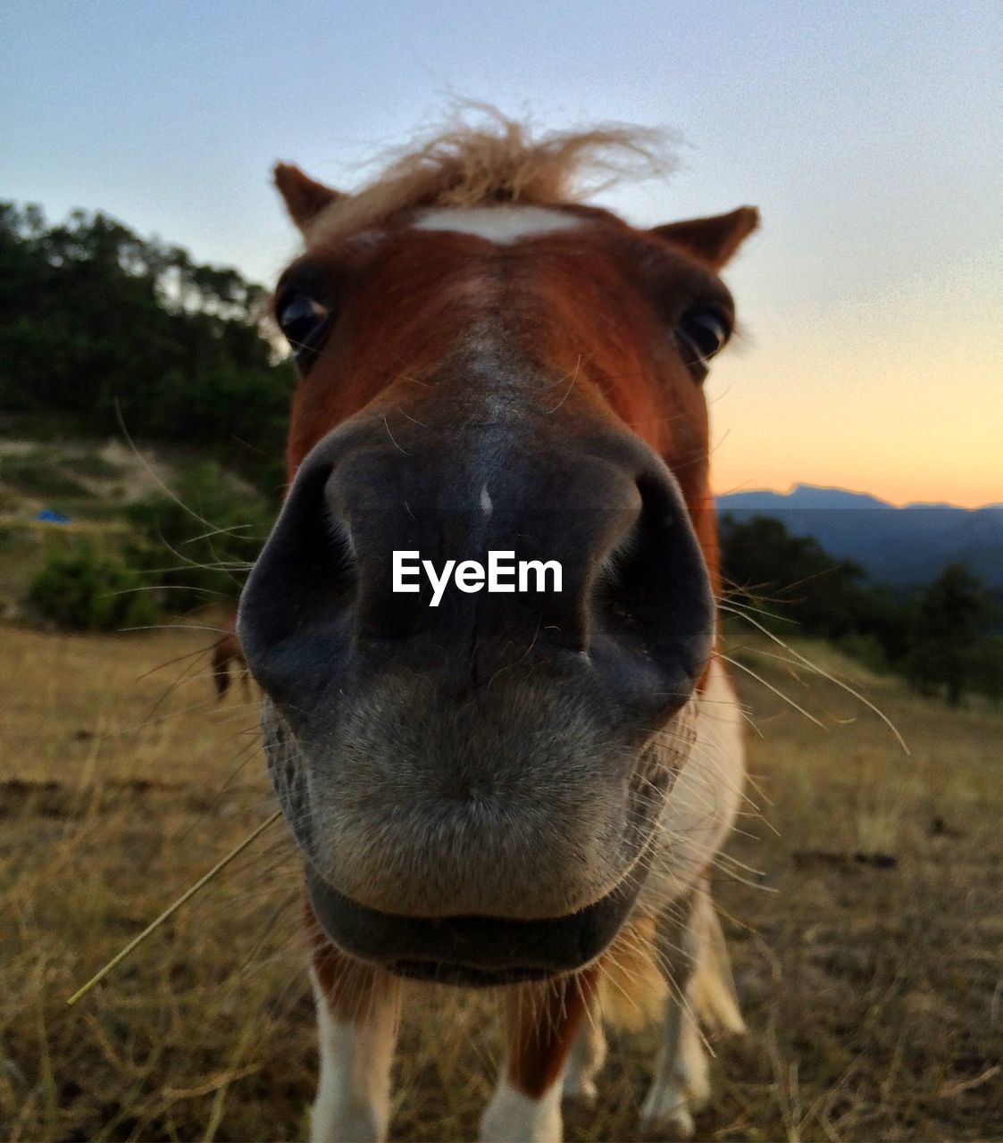 Close-up of horse standing on field against sky