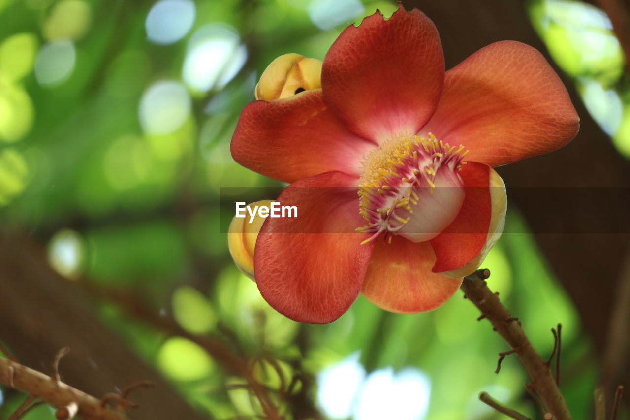 Close-up of red flowering plant