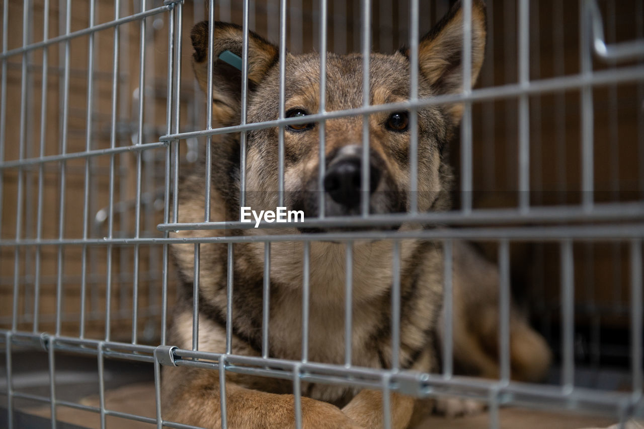 animal, animal themes, mammal, dog, pet, animal shelter, cage, one animal, animals in captivity, animal wildlife, carnivore, trapped, no people, portrait, animal body part, domestic animals, looking at camera, metal, zoo