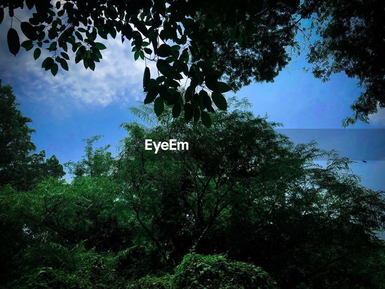 LOW ANGLE VIEW OF TREES GROWING IN FOREST AGAINST SKY