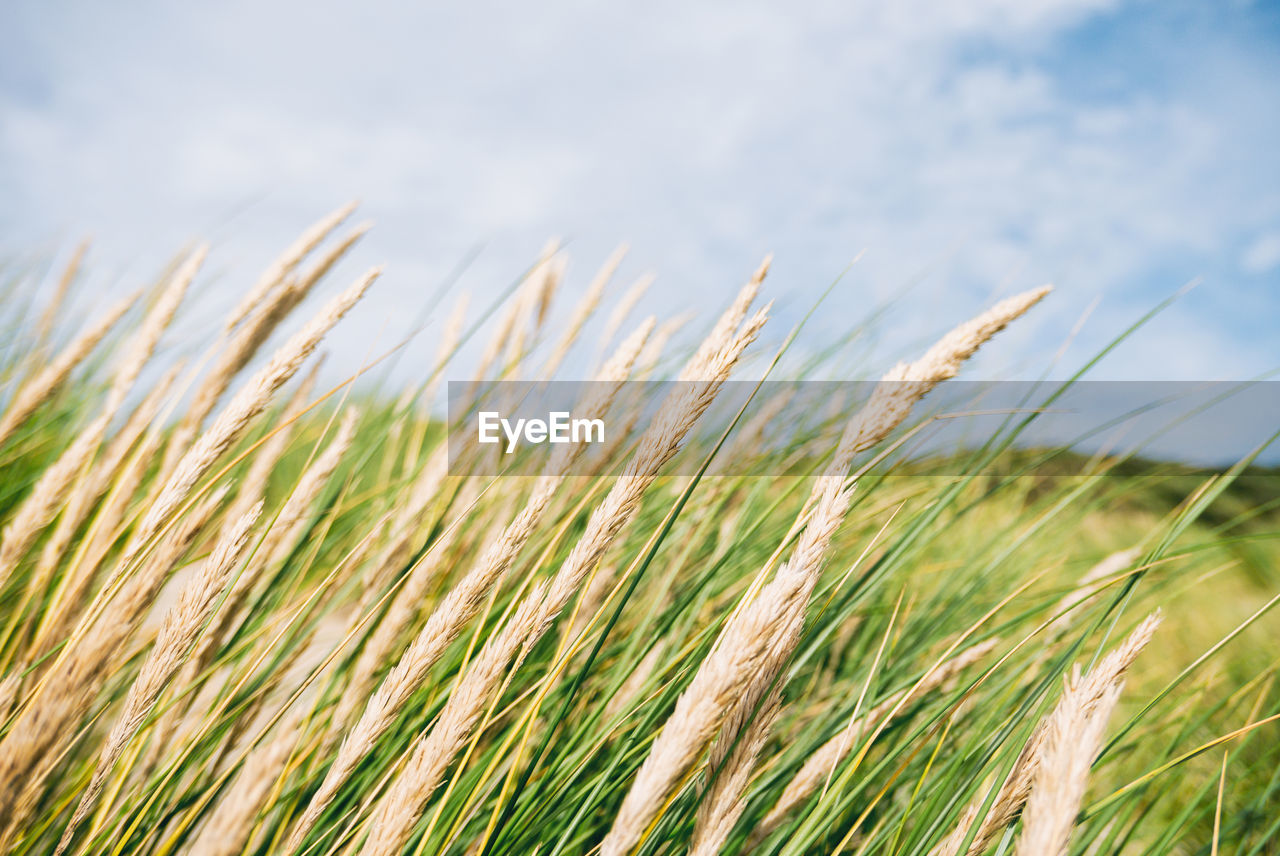 Close-up of wheat growing on field against sky