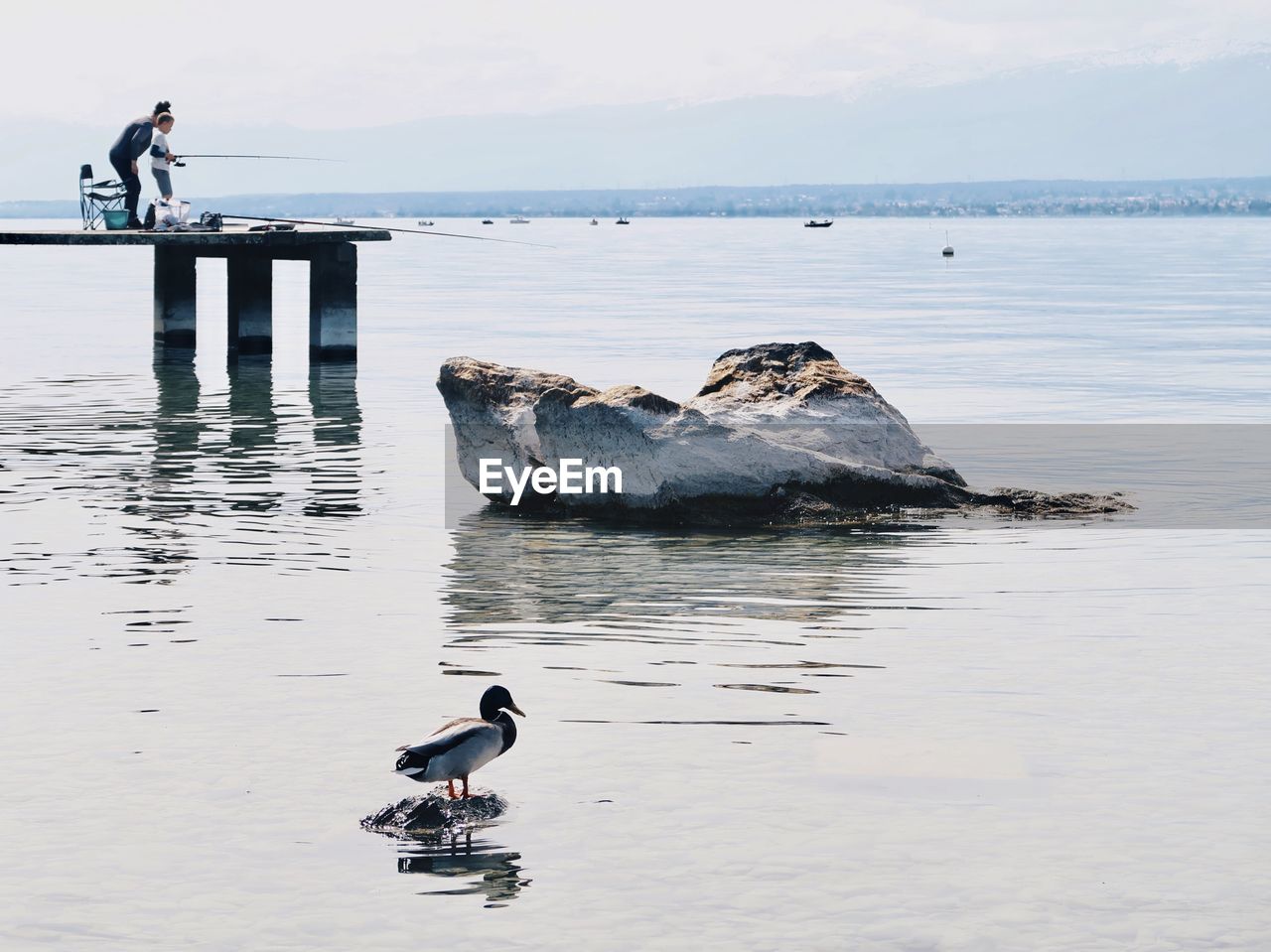 VIEW OF SEAGULL ON SEA