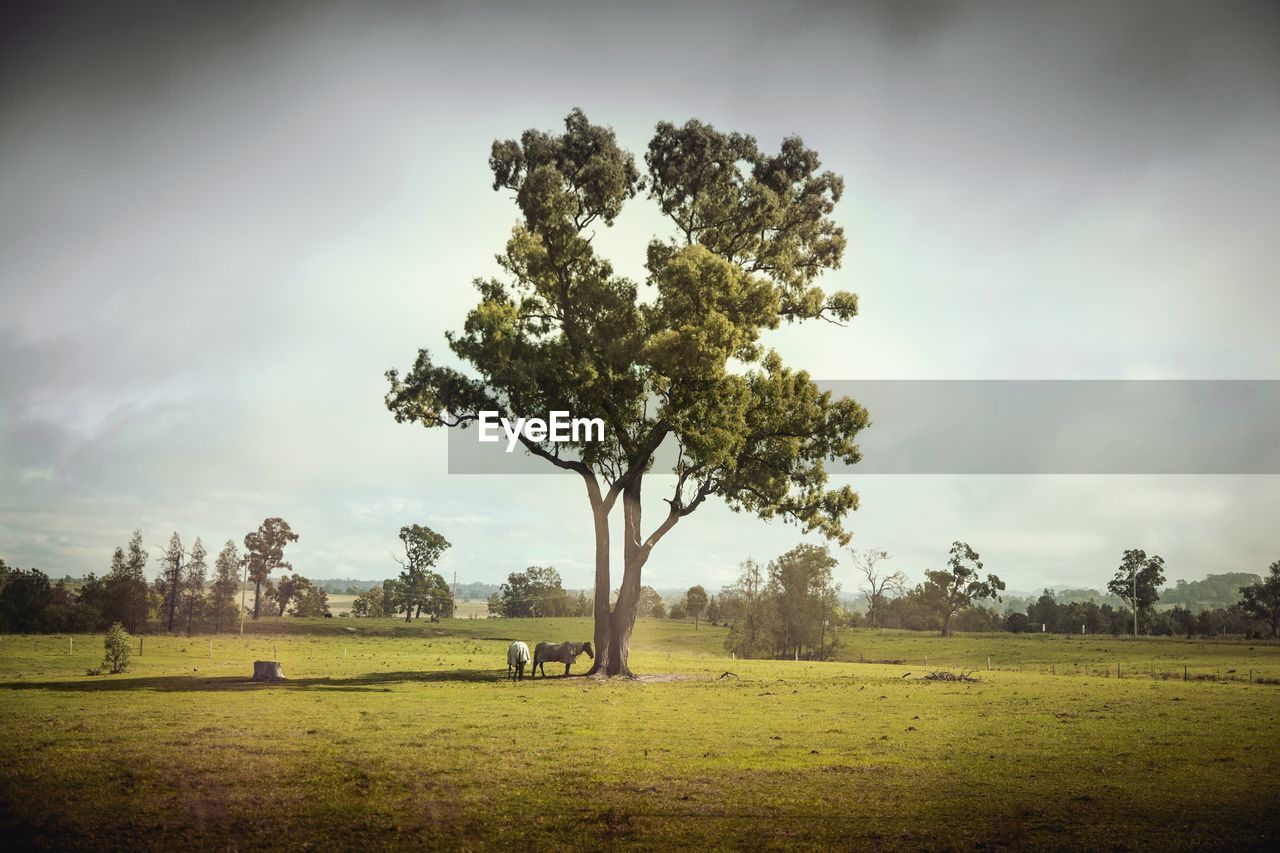 Tree on field against sky