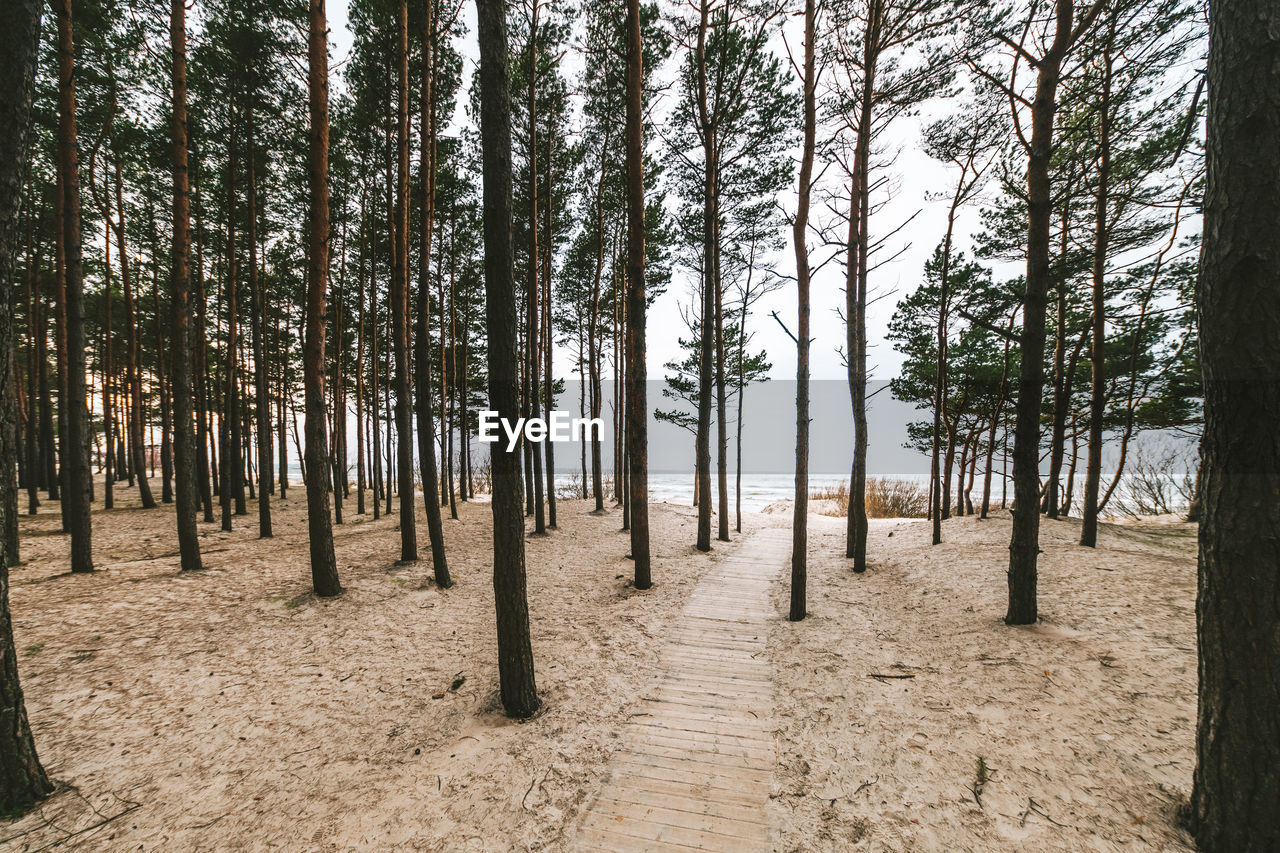 Panoramic view of pine trees in forest