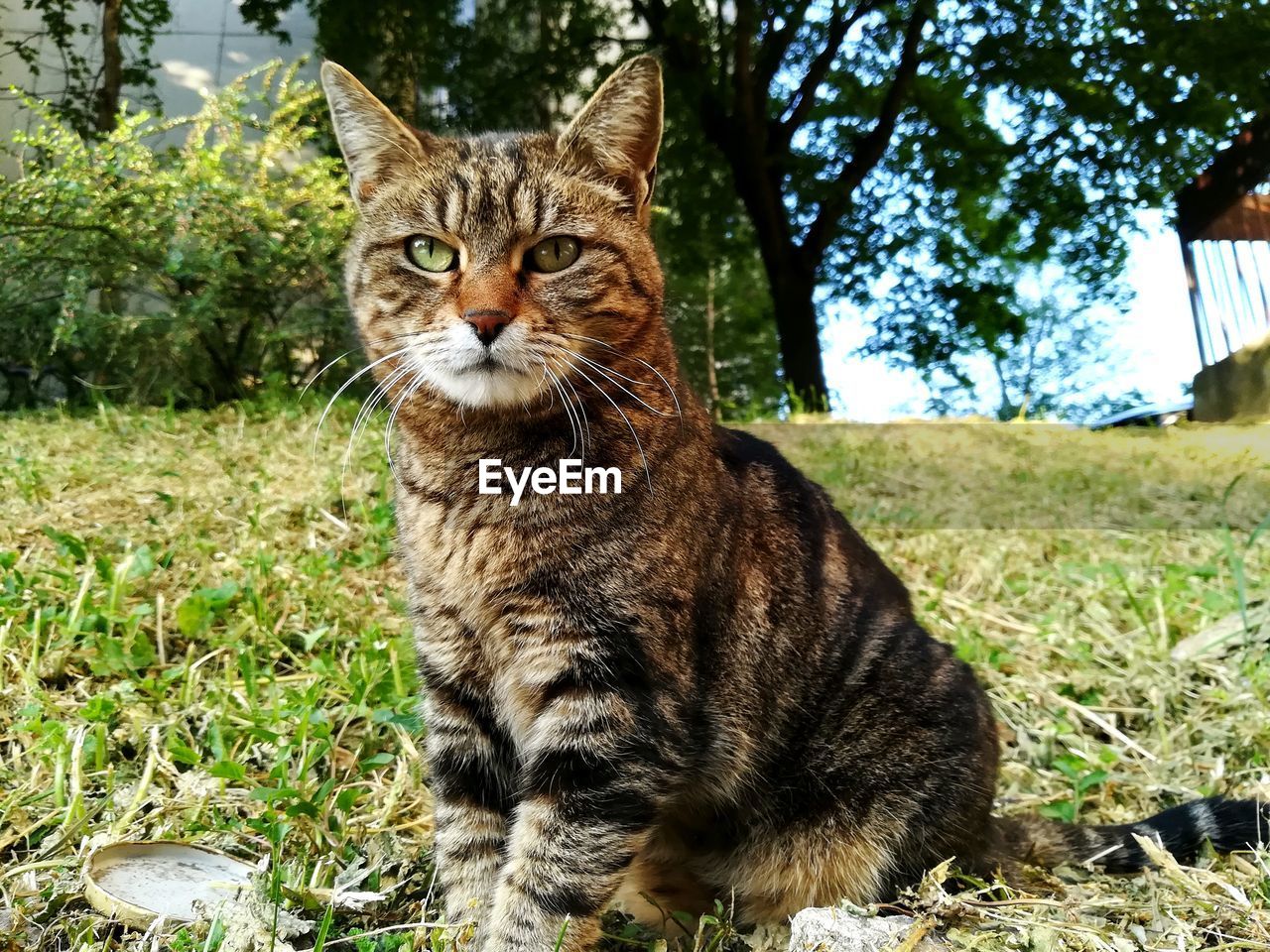 PORTRAIT OF TABBY CAT SITTING ON GRASS