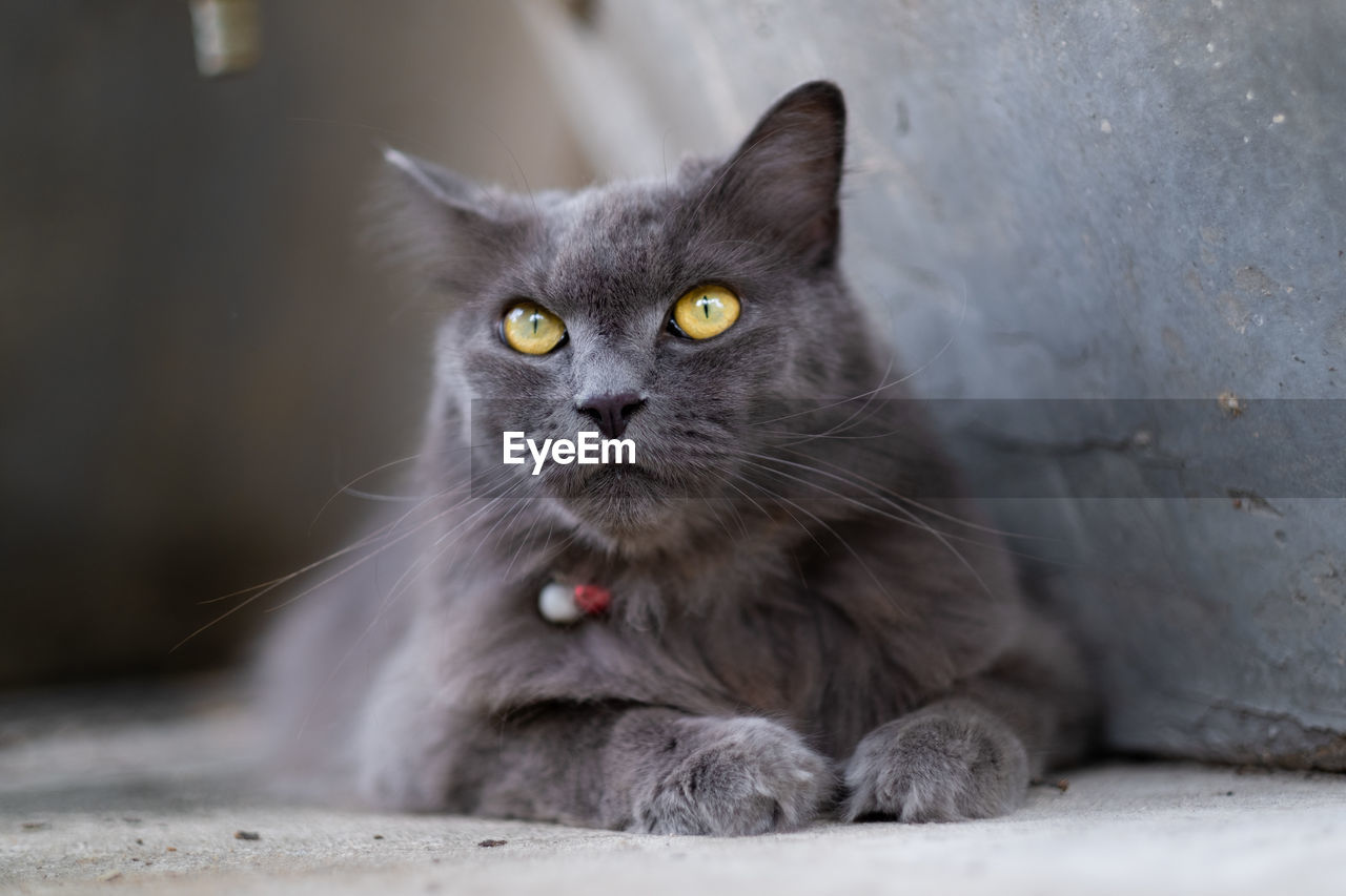 Close-up portrait of cat