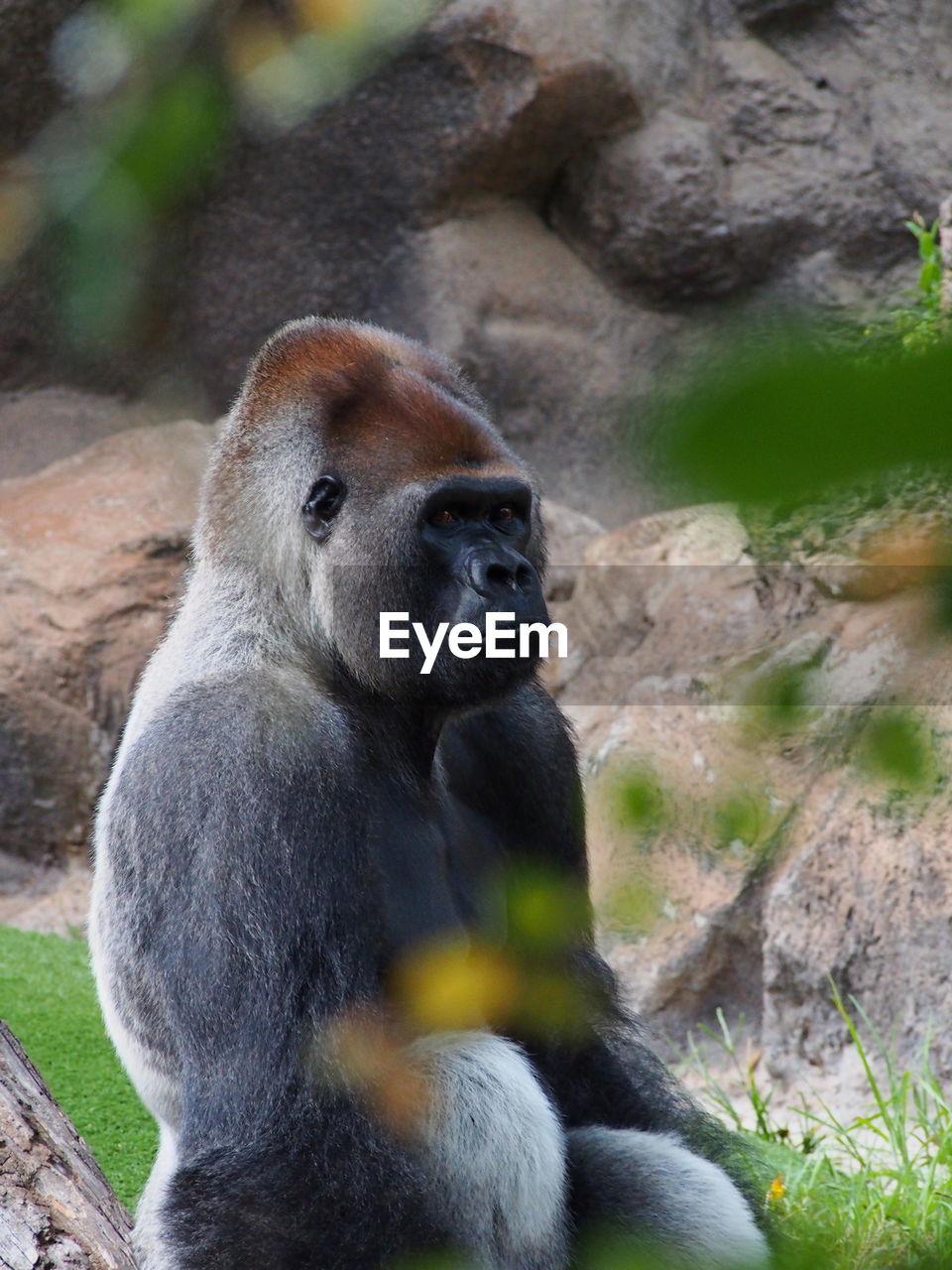 Monkey sitting on tree in zoo