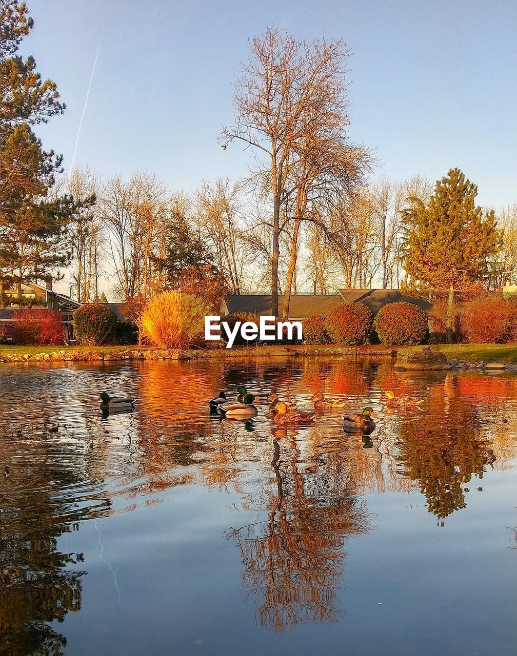 REFLECTION OF TREE ON LAKE DURING AUTUMN