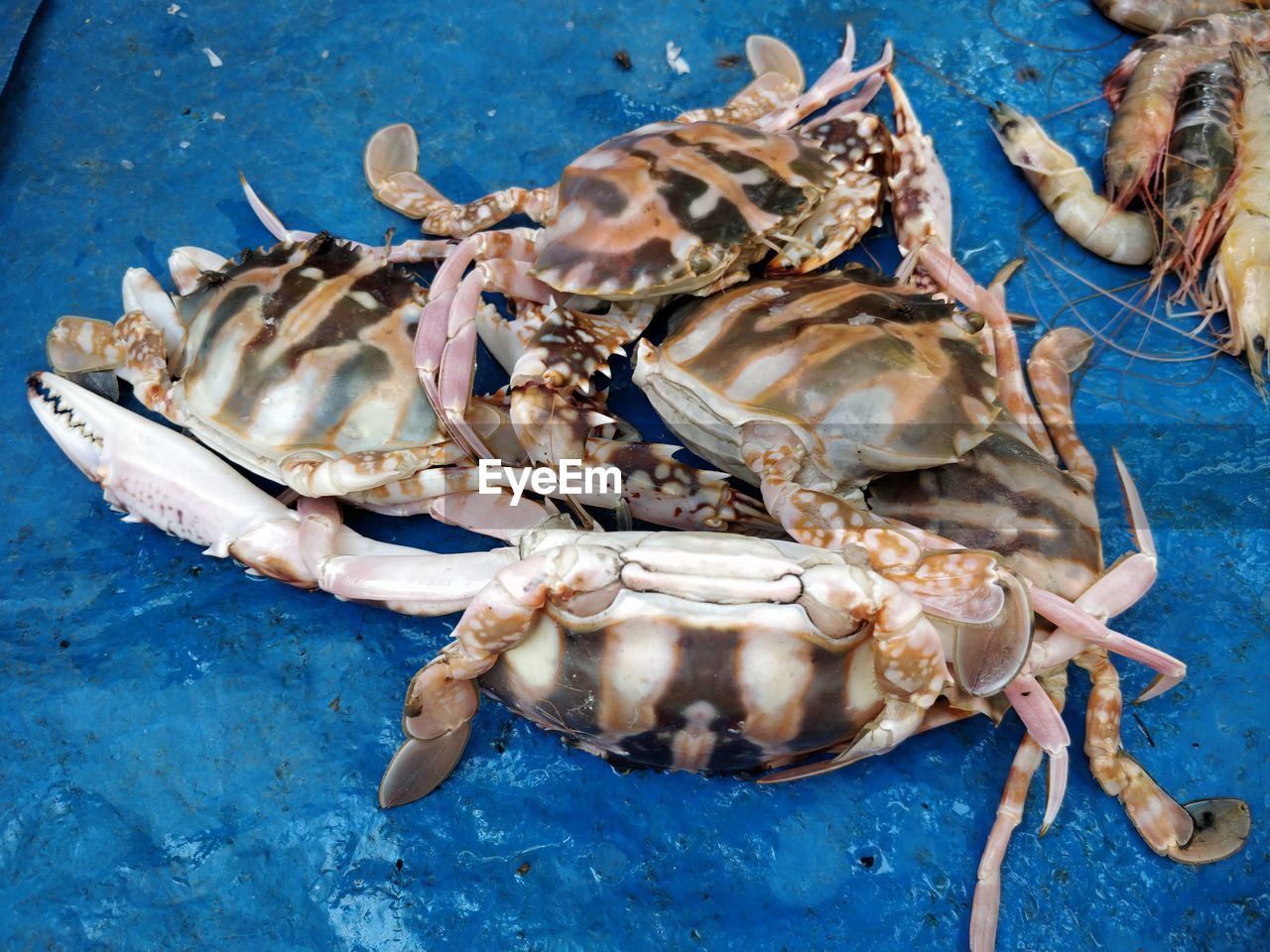 High angle view of crab in blue container