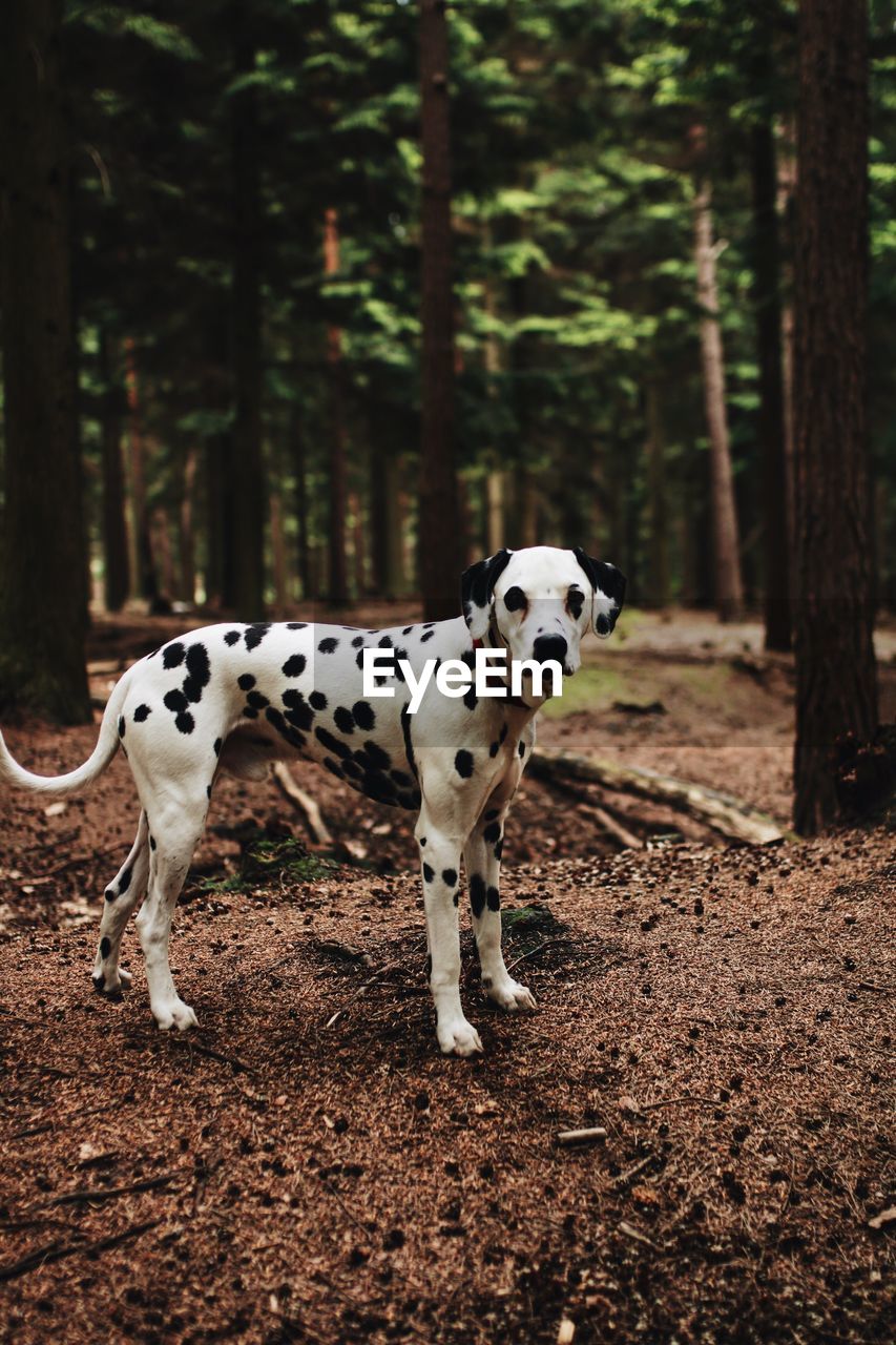 Dalmatian dog standing against trees