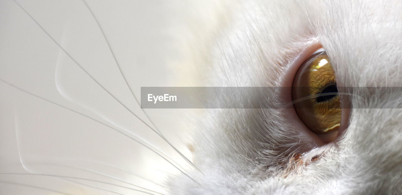 CLOSE-UP OF A CAT