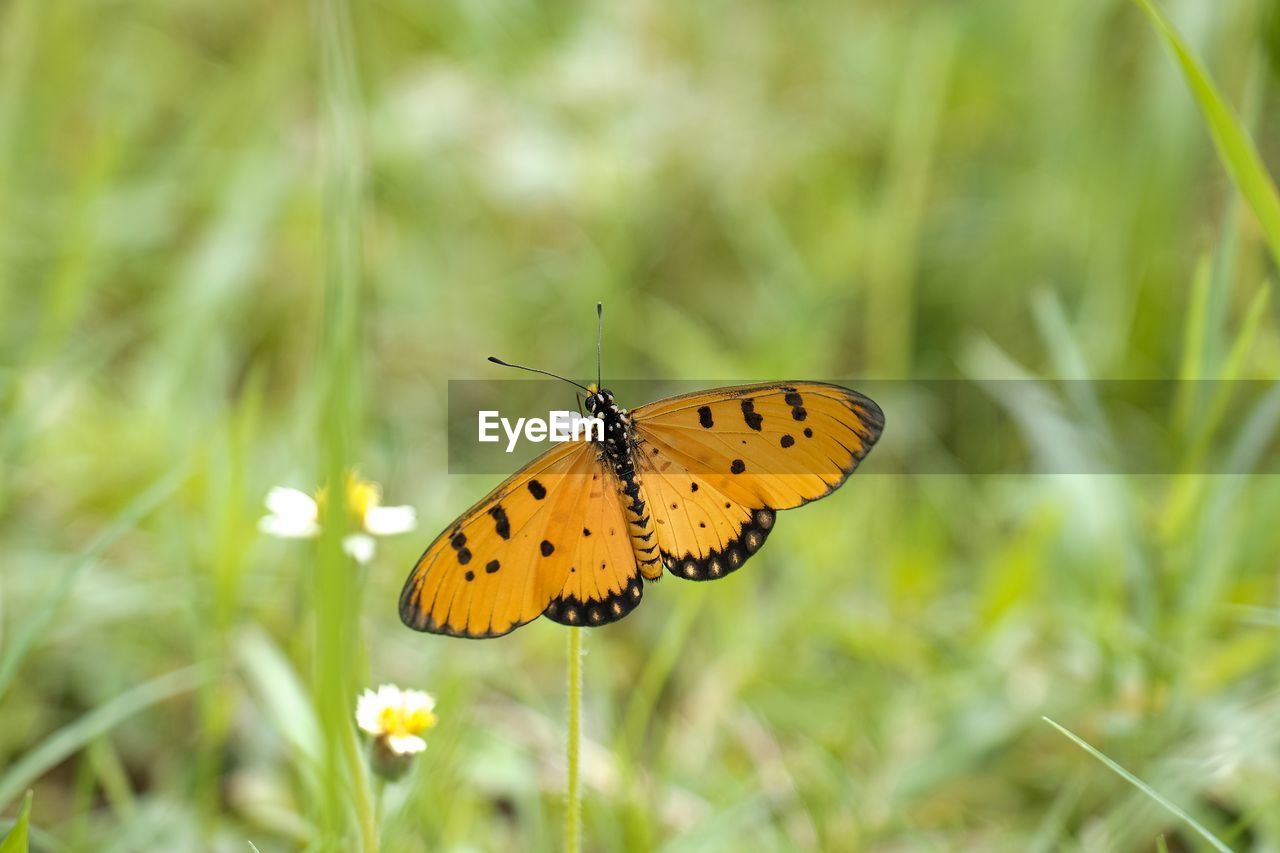 BUTTERFLY POLLINATING FLOWER