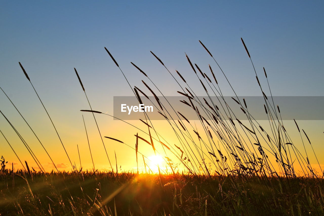 sky, sunset, plant, beauty in nature, nature, landscape, sun, sunlight, field, tranquility, environment, grass, land, horizon, rural scene, scenics - nature, tranquil scene, agriculture, silhouette, growth, idyllic, cereal plant, no people, crop, back lit, prairie, summer, twilight, yellow, non-urban scene, dusk, clear sky, blue, sunbeam, vibrant color, orange color, outdoors, multi colored, lens flare, urban skyline, cloud, gold, meadow, barley, plain, backgrounds, sunny, close-up, corn, copy space, romantic sky, horizon over land, bright, farm, water, grass family, light - natural phenomenon