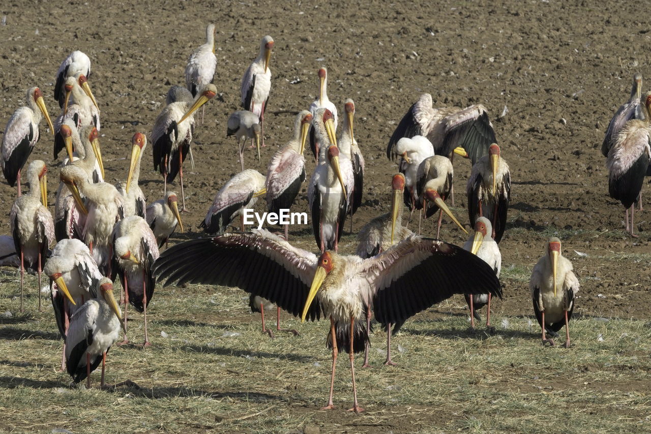 Yellow-billed storks in lake manyara national park