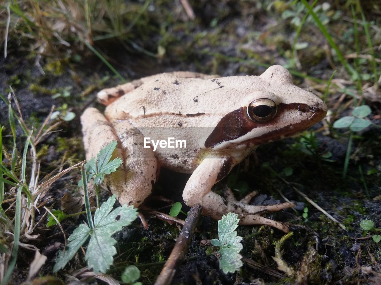 Close-up of frog on land in forest