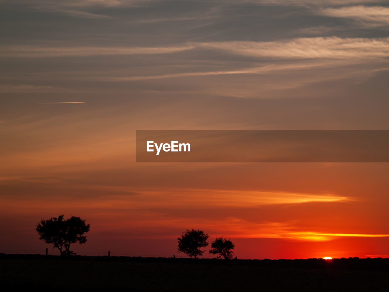 SILHOUETTE TREES ON FIELD AGAINST ORANGE SKY