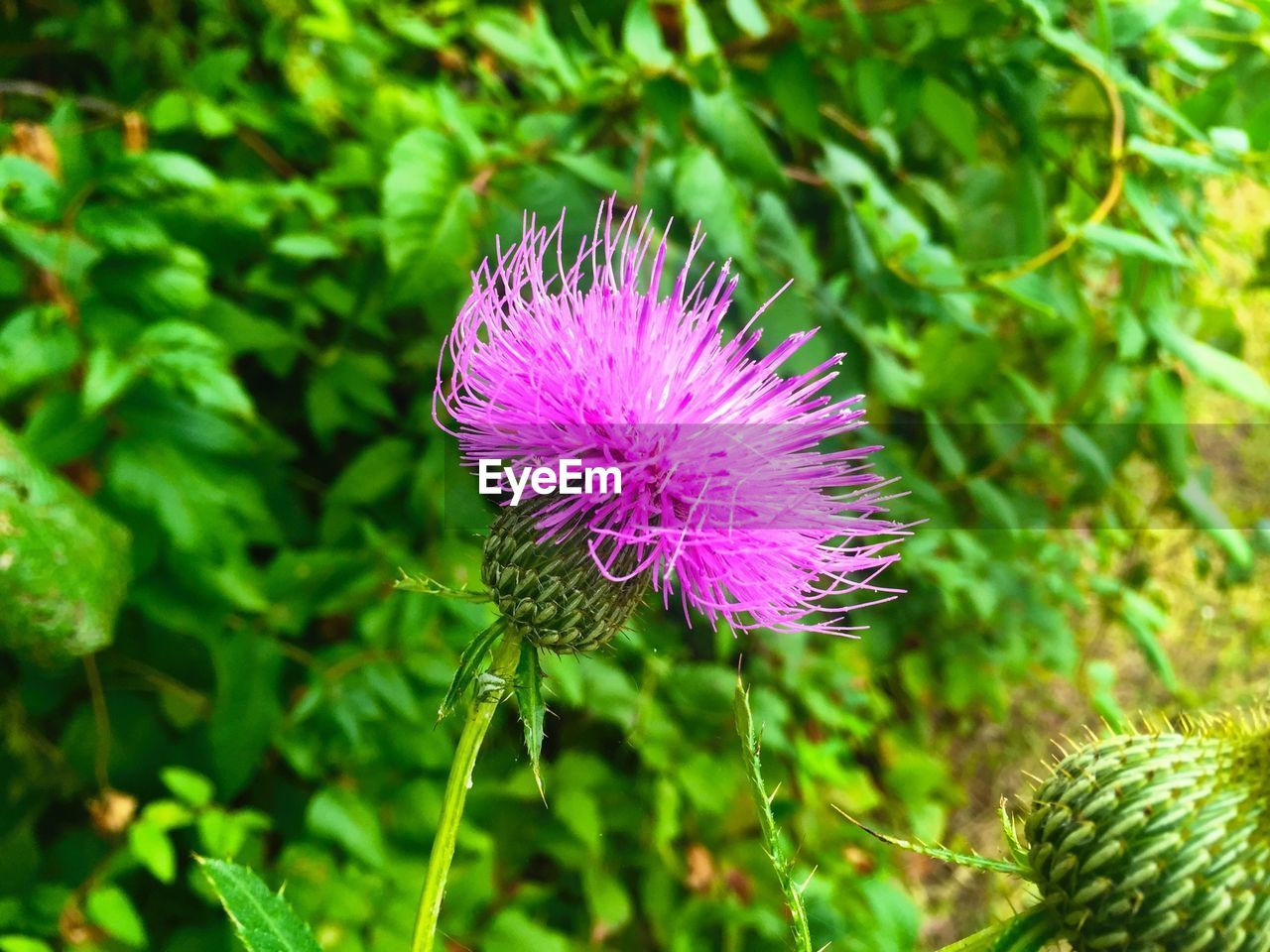 Close-up of thistle blooming against plants