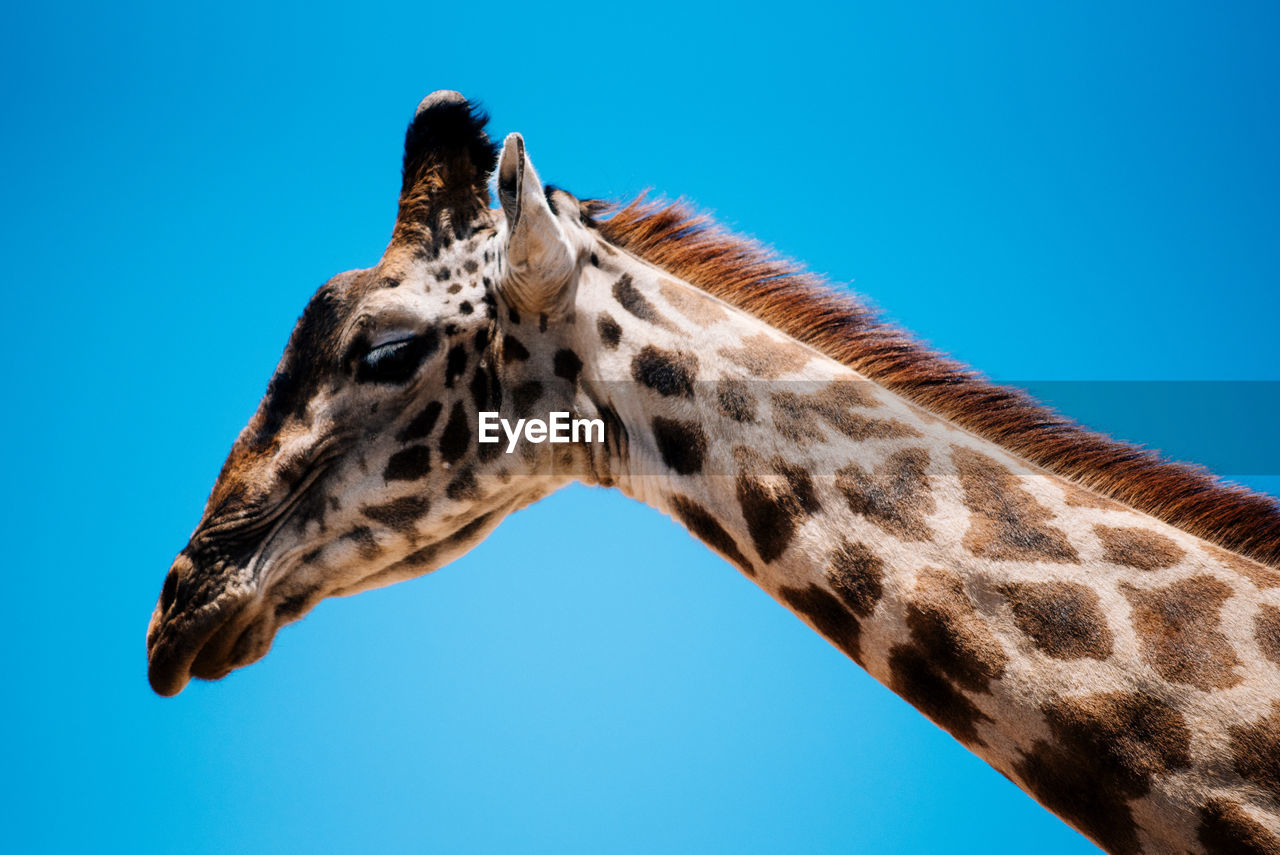 Low angle view of giraffe