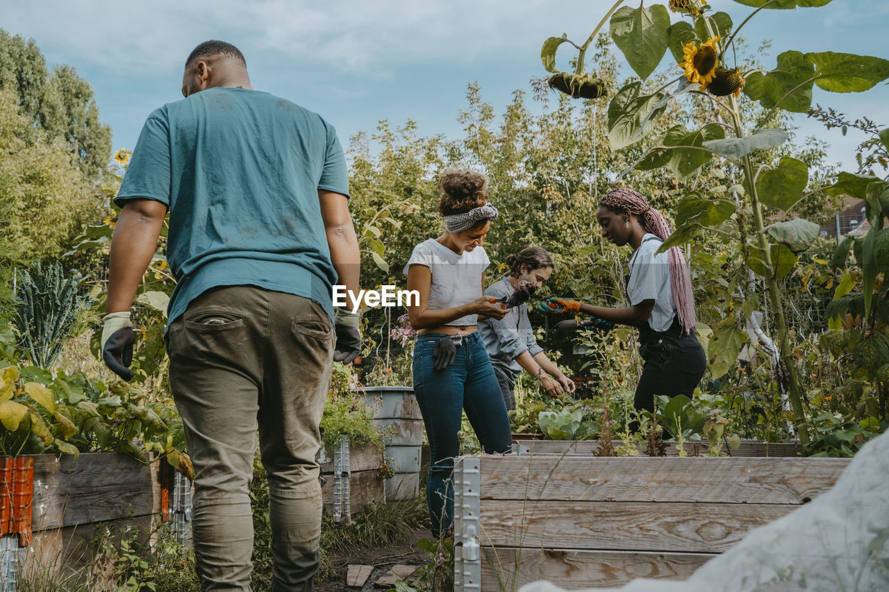 Female and male volunteers picking vegetables in urban farm