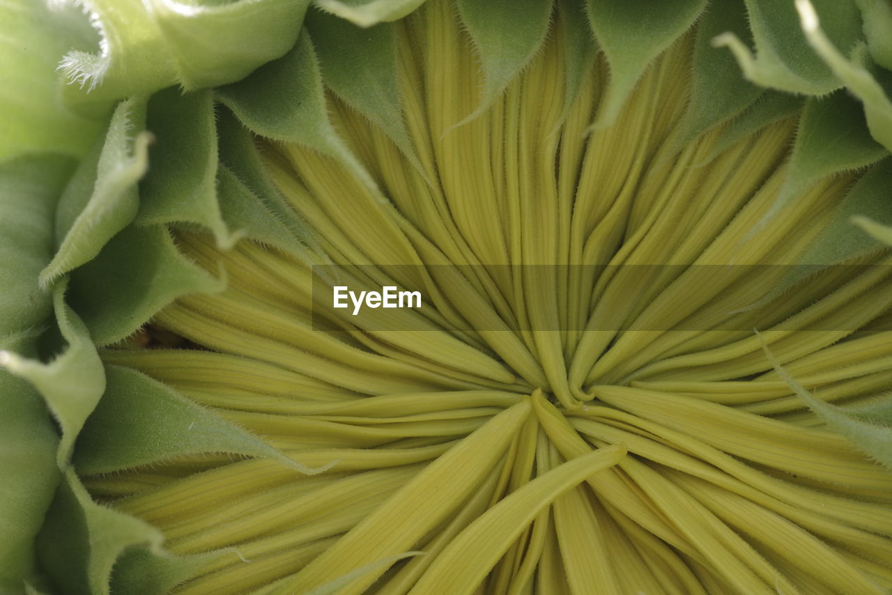 Full frame shot of yellow flowering plant