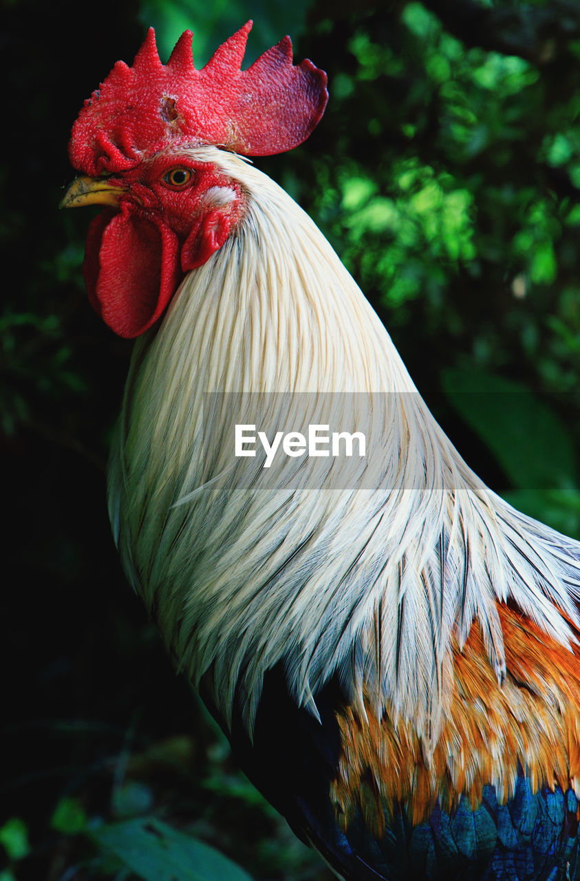 Close-up of rooster