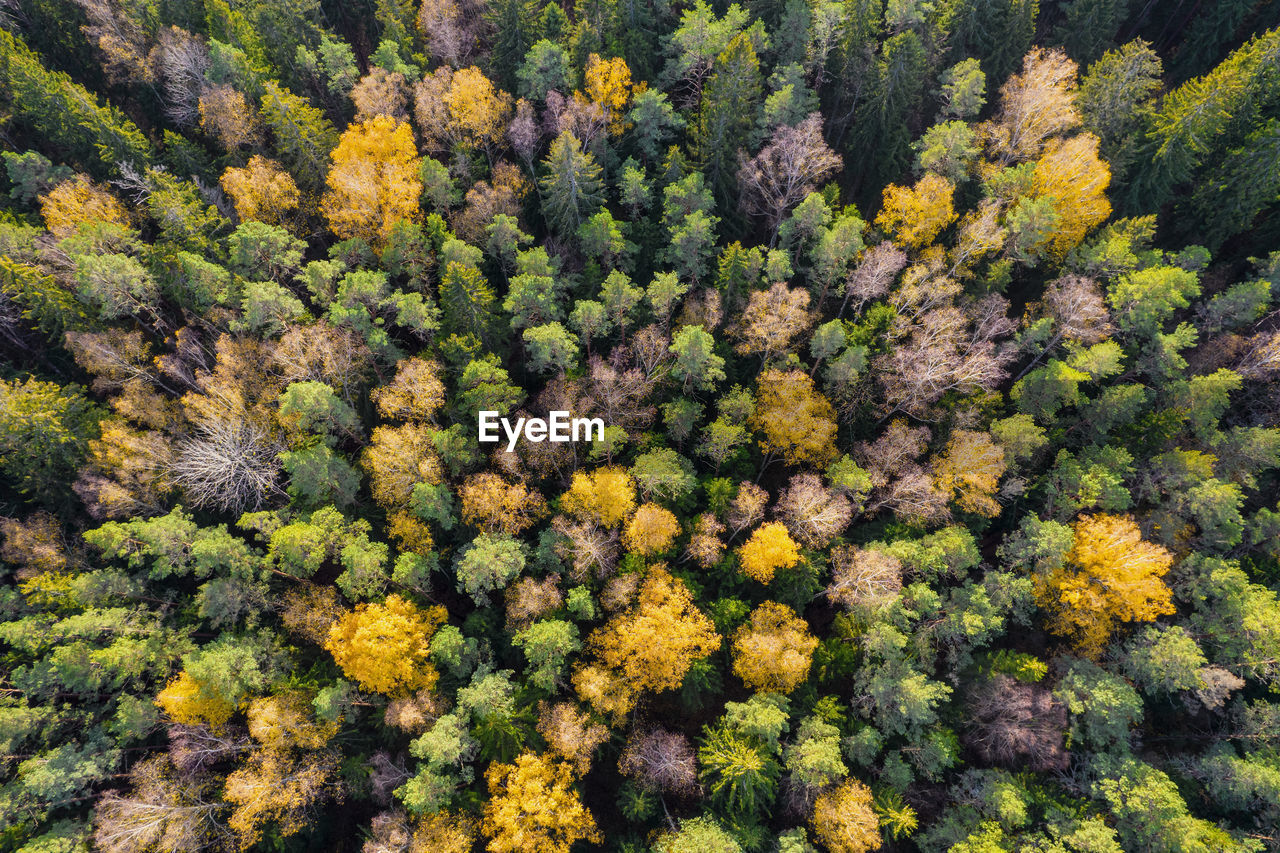 Directly above aerial drone full frame shot of green emerald pine forests and yellow foliage groves