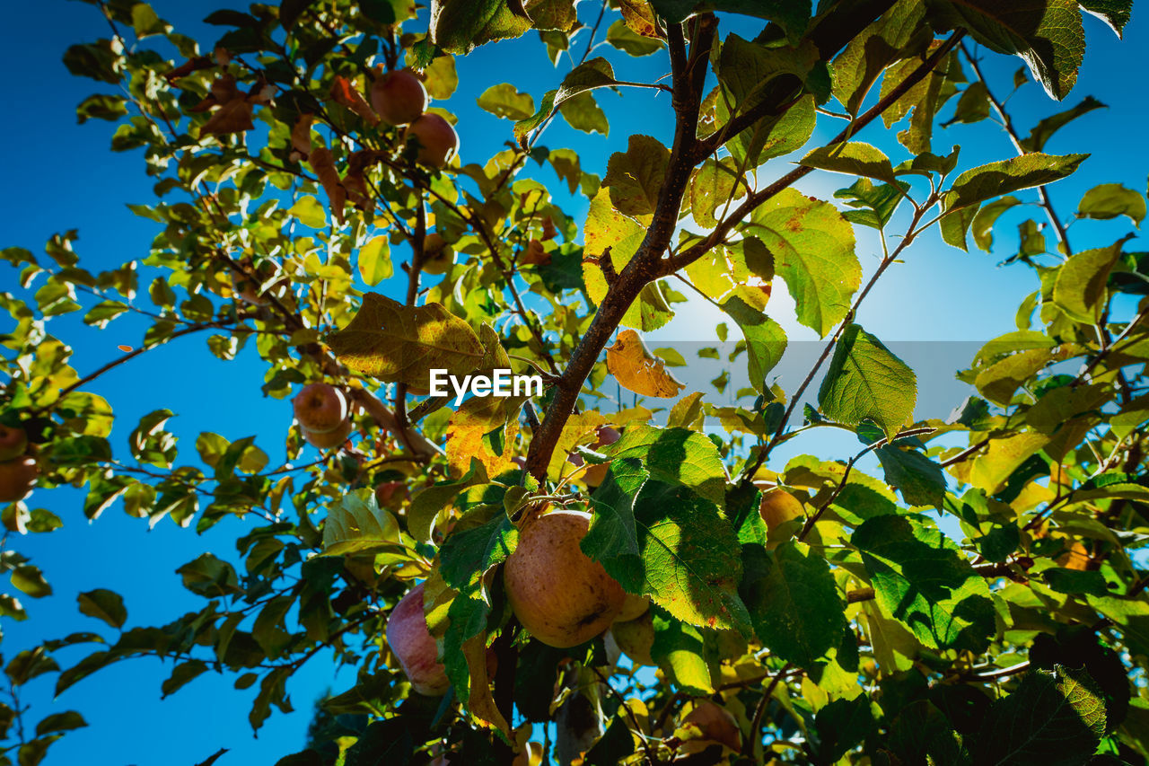 Low angle view of apples growing on branches