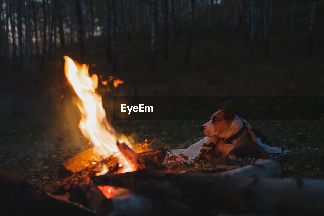 Beautiful dog in a blanket outdoors, autumn nature scene. dog sits in the forest, cold and chilly