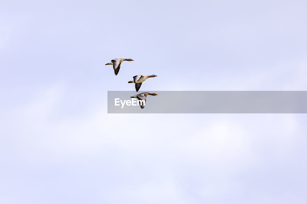 Three distinctive ducks in complete synchronous flight in a formation