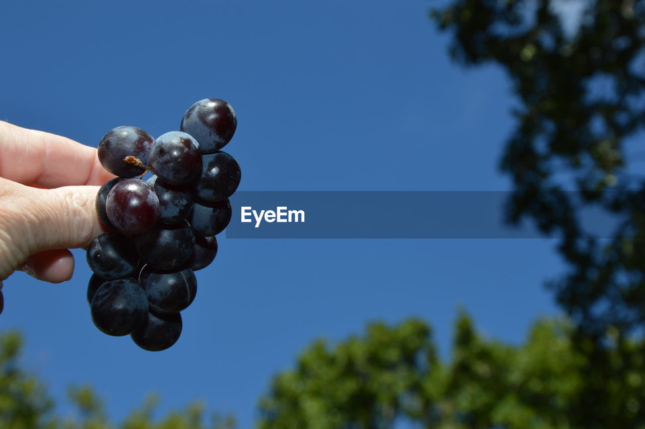 Zoom on grapes with blue sky background