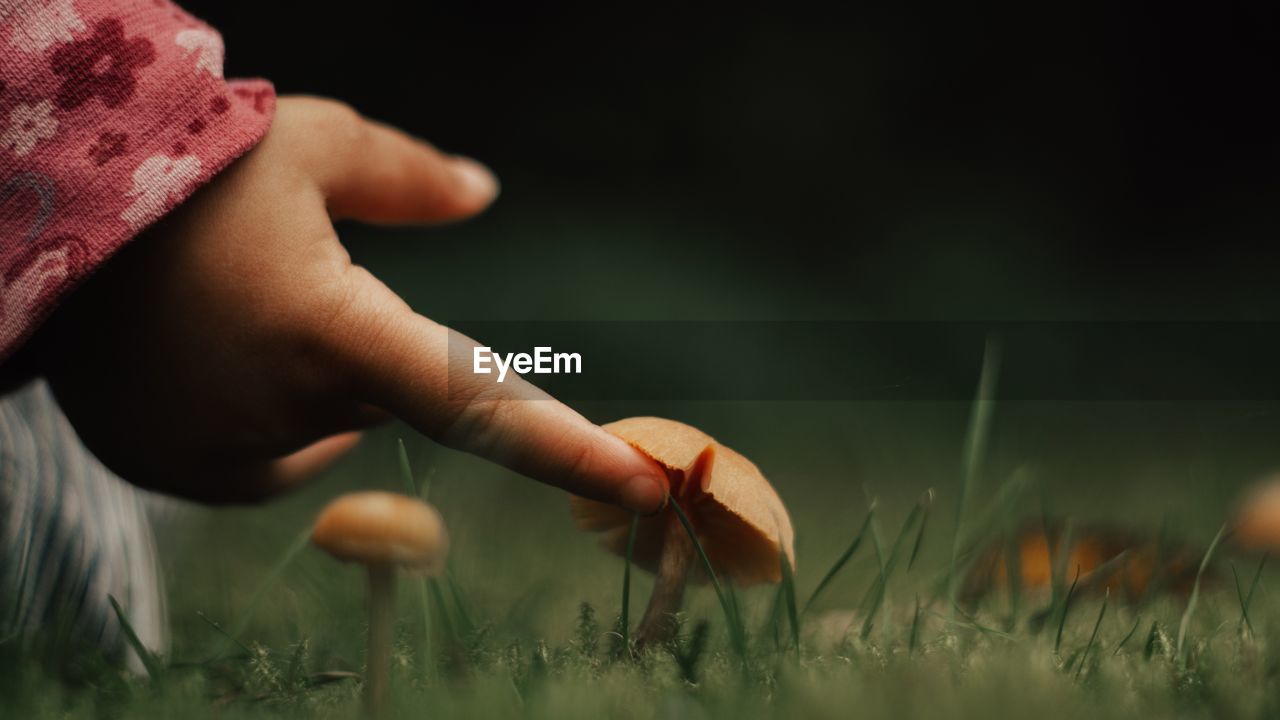 Close-up of toddler touching mushroom on field