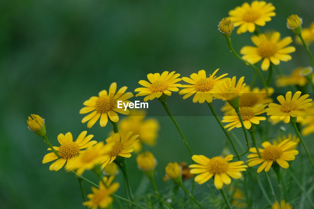 Close-up of yellow flowering plant on field