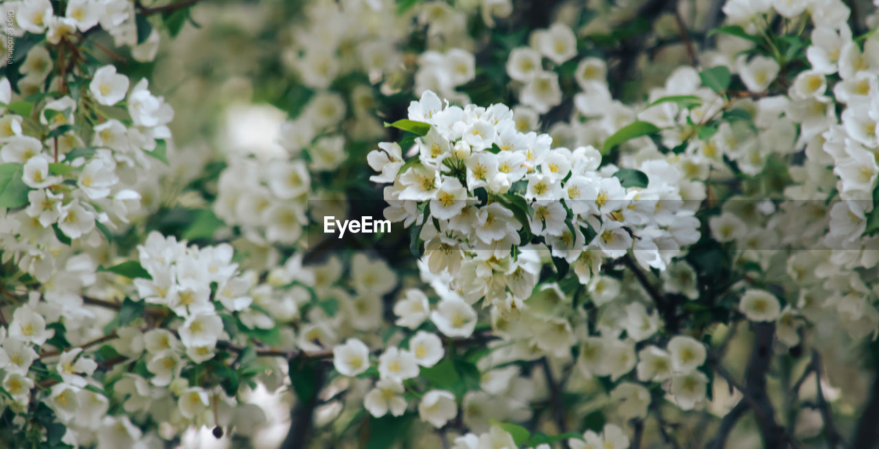 CLOSE-UP OF WHITE FLOWERING PLANT WITH FLOWERS