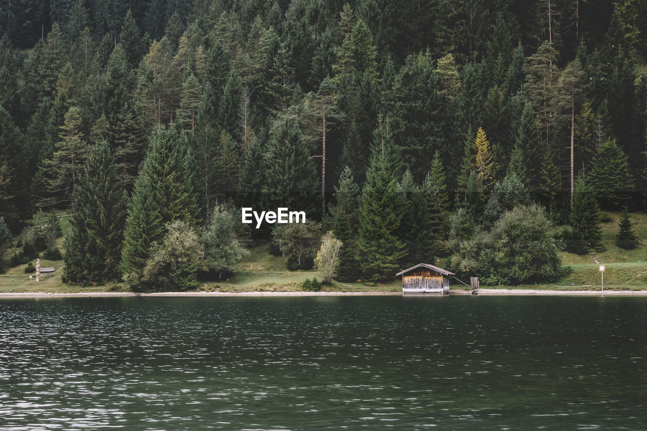 Scenic view of trees in forest